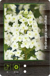 Hydrangea quercifolia 30-40 cm cont. 3,0L - afbeelding 9