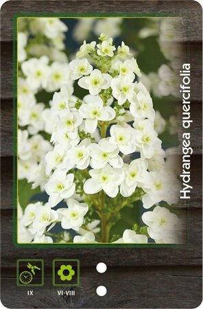 Hydrangea quercifolia 30-40 cm cont. 3,0L - afbeelding 5