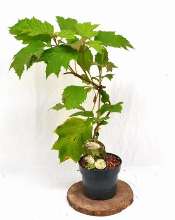 Hydrangea quercifolia 30-40 cm cont. 3,0L - afbeelding 8