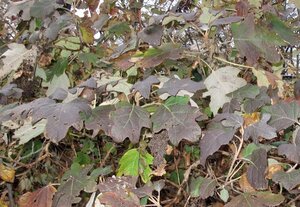 Hydrangea quercifolia 60-80 cm cont. 15L