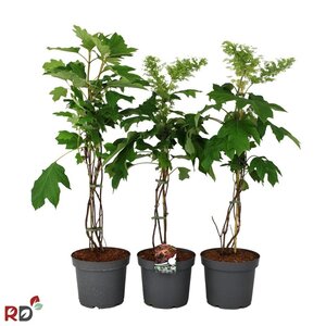 Hydrangea quercifolia 80-100 cm cont. 7,5L