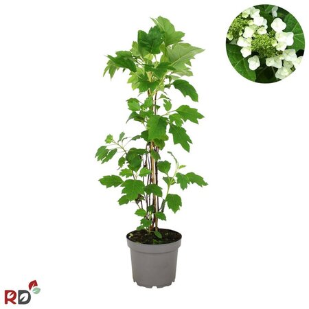Hydrangea quercifolia 80-100 cm cont. 7,5L