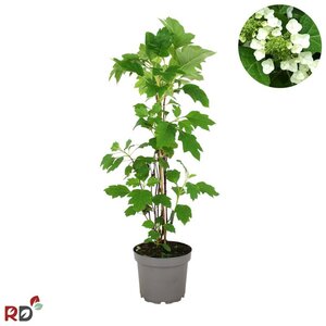 Hydrangea quercifolia 80-100 cm cont. 7,5L