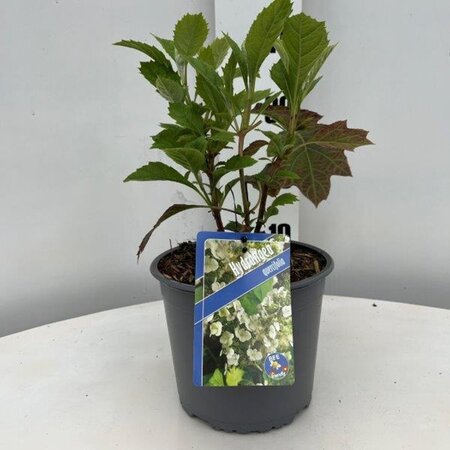 Hydrangea quercifolia geen maat specificatie cont. 3,0L - afbeelding 6