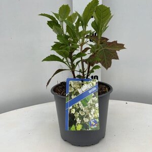 Hydrangea quercifolia geen maat specificatie cont. 3,0L - afbeelding 6