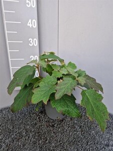 Hydrangea quercifolia geen maat specificatie cont. 3,0L - afbeelding 5