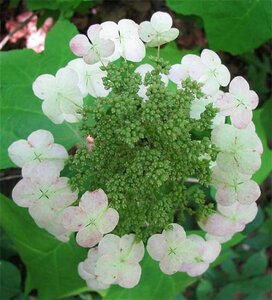 Hydrangea quercifolia geen maat specificatie cont. 3,0L - afbeelding 4