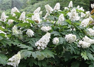 Hydrangea quercifolia geen maat specificatie cont. 7,5L - afbeelding 2