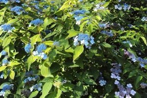 Hydrangea s. 'Bluebird' 25-30 cm cont. 5,0L