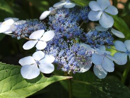 Hydrangea s. 'Bluebird' 25-30 cm cont. 5,0L - afbeelding 2