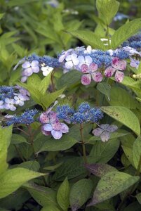 Hydrangea s. 'Bluebird' 25-30 cm cont. 5,0L - afbeelding 3