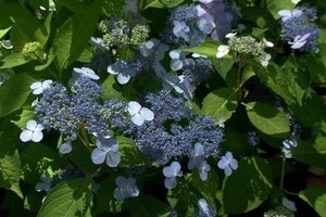 Hydrangea s. 'Bluebird' 25-30 cm cont. 5,0L - afbeelding 4