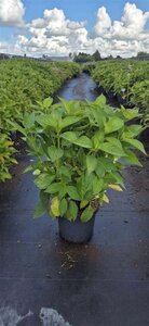 Hydrangea s. 'Bluebird' 40-50 cm cont. 10L