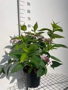 Hydrangea s. 'Bluebird' geen maat specificatie cont. 7,5L