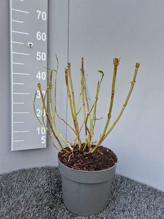 Hydrangea s. 'Bluebird' geen maat specificatie cont. 7,5L