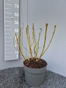 Hydrangea s. 'Bluebird' geen maat specificatie cont. 7,5L