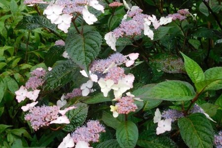 Hydrangea s. 'Intermedia' WIT/BLAUW/ROZE geen maat specificatie cont. 3,0L - afbeelding 1