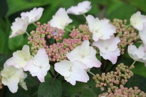 Hydrangea s. 'Intermedia' WIT/BLAUW/ROZE geen maat specificatie cont. 3,0L - afbeelding 2