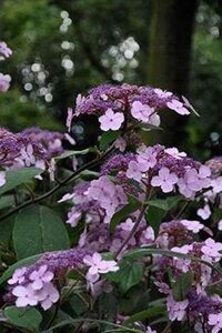 Hydrangea villosa 30-40 cm cont. 10L
