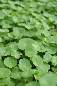 Hydrocotyle vulgaris geen maat specificatie cont. 2,0L
