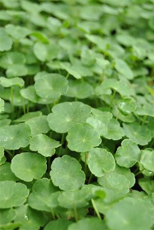 Hydrocotyle vulgaris geen maat specificatie cont. 2,0L