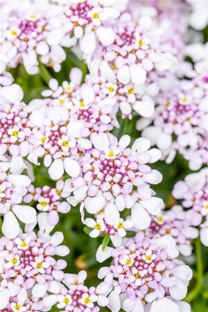 Iberis semp. 'Pink Ice' geen maat specificatie 0,55L/P9cm - afbeelding 1