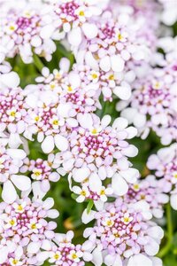 Iberis semp. 'Pink Ice' geen maat specificatie 0,55L/P9cm