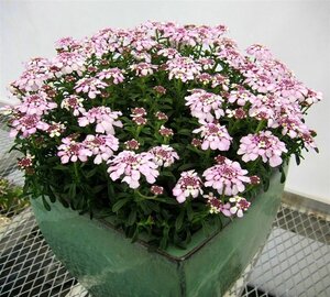 Iberis semp. 'Pink Ice' geen maat specificatie 0,55L/P9cm - afbeelding 5