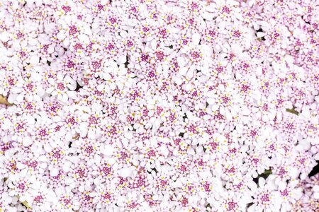 Iberis semp. 'Pink Ice' geen maat specificatie 0,55L/P9cm - afbeelding 2