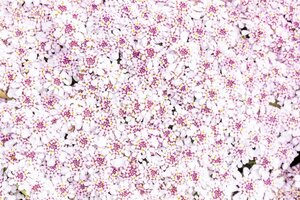 Iberis semp. 'Pink Ice' geen maat specificatie 0,55L/P9cm - afbeelding 2