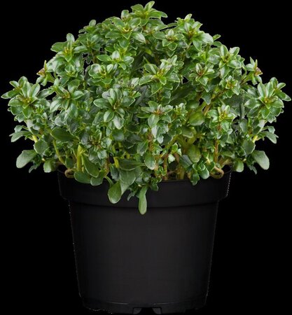 Iberis semp. 'Pink Ice' geen maat specificatie 0,55L/P9cm - afbeelding 3