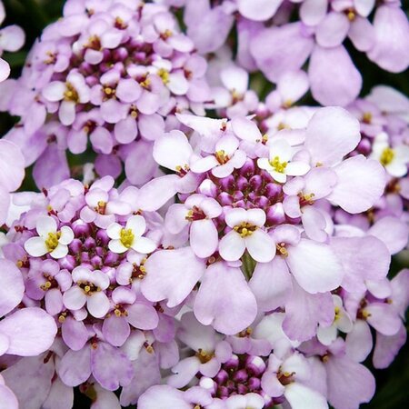 Iberis semp. 'Pink Ice' geen maat specificatie 0,55L/P9cm - afbeelding 6