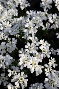 Iberis semp. 'Schneeflocke' geen maat specificatie 0,55L/P9cm - afbeelding 3