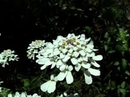 Iberis semp. 'Schneeflocke' geen maat specificatie 0,55L/P9cm - afbeelding 5