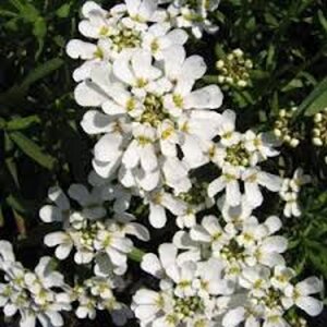 Iberis semp. 'Schneeflocke' geen maat specificatie 0,55L/P9cm - afbeelding 6