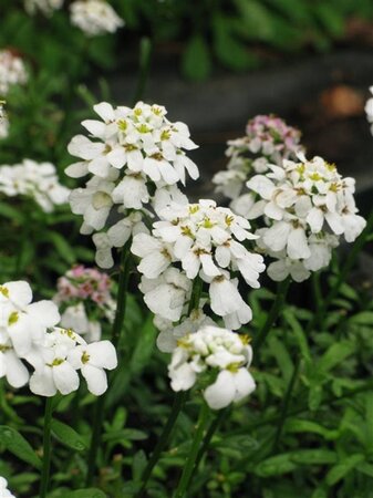 Iberis semp. 'Schneeflocke' geen maat specificatie 0,55L/P9cm - afbeelding 4