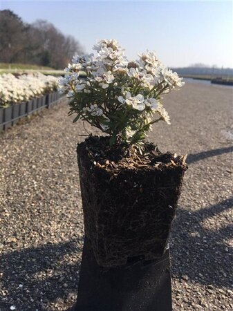 Iberis semp. 'Schneeflocke' geen maat specificatie 0,55L/P9cm - afbeelding 1