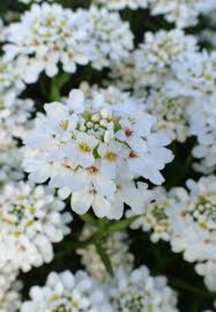 Iberis semp. 'Schneeflocke' geen maat specificatie 0,55L/P9cm - afbeelding 7