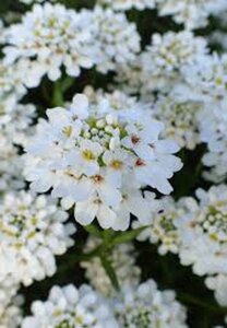 Iberis semp. 'Schneeflocke' geen maat specificatie 0,55L/P9cm - afbeelding 7