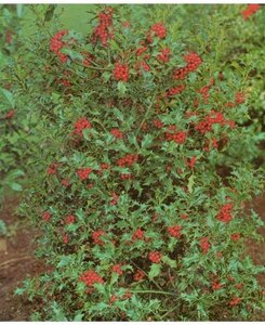 Ilex aq. 'Alaska' 25-30 cm cont. 3,0L
