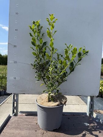 Ilex aq. 'Alaska' 30-40 cm cont. 2,0L