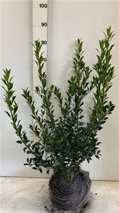 Ilex aq. 'Alaska' 60-80 cm met kluit - afbeelding 4