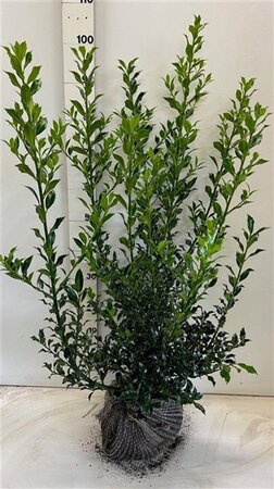 Ilex aq. 'Alaska' 80-100 cm met kluit - afbeelding 4