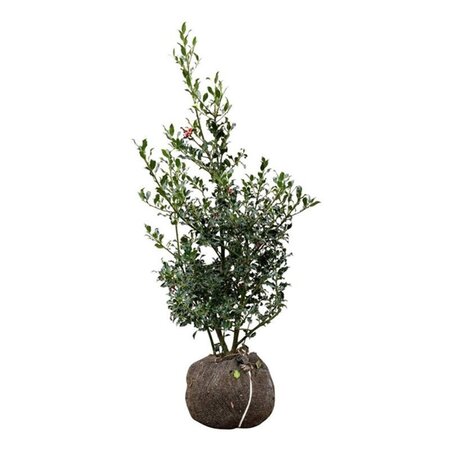 Ilex aq. 'Alaska' 80-100 cm met kluit - afbeelding 7