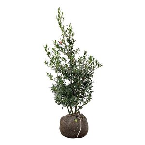 Ilex aq. 'Alaska' 80-100 cm met kluit - afbeelding 7