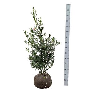 Ilex aq. 'Alaska' 80-100 cm met kluit - afbeelding 8