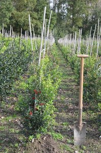 Ilex aq. 'Alaska' 80-100 cm met kluit - afbeelding 5