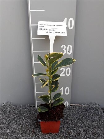 Ilex altacl. 'Golden King' geen maat specificatie 0,55L/P9cm - afbeelding 2