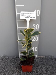 Ilex altacl. 'Golden King' geen maat specificatie 0,55L/P9cm - afbeelding 2