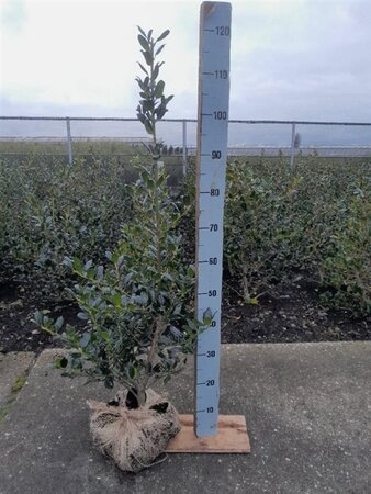 Ilex aq. 'J.C. van Tol' 100-125 cm met kluit - afbeelding 2